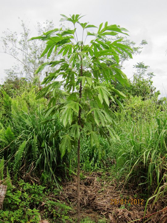 3 yrs Kembang Semangkok.JPG